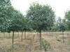 紅葉石楠樹10公分價格,高桿或叢生