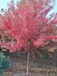 三角枫14公分价格,乡土彩叶树种