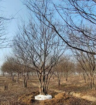 叢生樸樹(shù)價(jià)格表50-60公分叢生樸樹(shù)多少錢(qián)