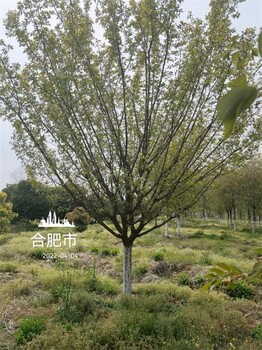 12公分紅梅價格是多少