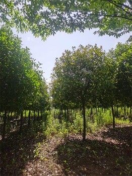 15公分紅葉石楠樹價(jià)格詳情公開(kāi)
