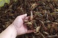 小龍蝦種蝦價格－小龍蝦苗批發－小龍蝦苗