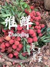 维鲜食品12.5kg/箱速冻荔枝肉