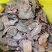 松树皮滤料5-10cm环保产品郑州除臭滤料松树皮价格