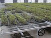 陕西绿色农业大棚温室蔬菜育苗使用热镀锌移动苗床好处