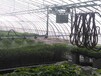 汉中温室大棚育苗灌溉使用自动喷灌机设备