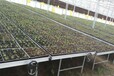 山西太原温室大棚农户种植蝴蝶兰使用热镀锌移动苗床