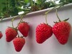 連云港溫室建設生態觀光系統草莓立體種植槽立體種植架