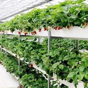 黄石生态观光大棚使用立体草莓种植槽种植架特点