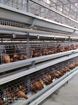 鸡笼厂家层叠式自动化养鸡设备自动捡蛋节省人工热镀锌蛋鸡笼