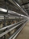 热镀锌鸡笼厂热售层叠蛋鸡笼自动捡蛋机喂料机清粪机养鸡设备