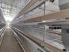 层叠式热镀锌蛋鸡笼鸡笼厂热售自动捡蛋机清粪机养鸡设备