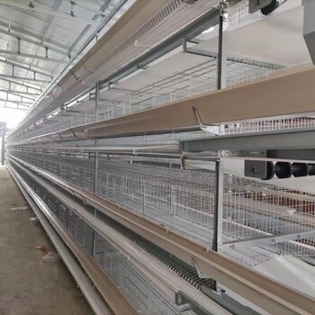 西平鸡笼厂层叠养鸡设备热镀锌蛋鸡笼金凤自动捡蛋机