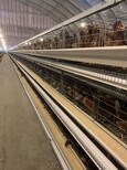 金牧人养鸡设备阶梯蛋鸡笼清粪机品质优良图片4