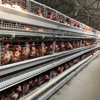 鸡笼厂热售层叠热镀锌养鸡设备自动捡蛋机蛋鸡笼节省人工
