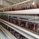 层叠蛋鸡笼鸡笼厂热售热镀锌养鸡设备自动捡蛋机清粪机