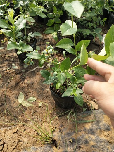 西藏挂果蓝莓苗品种介绍报价
