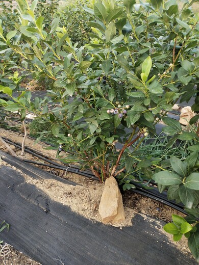 河南新乡营养钵蓝莓苗近期批发价格