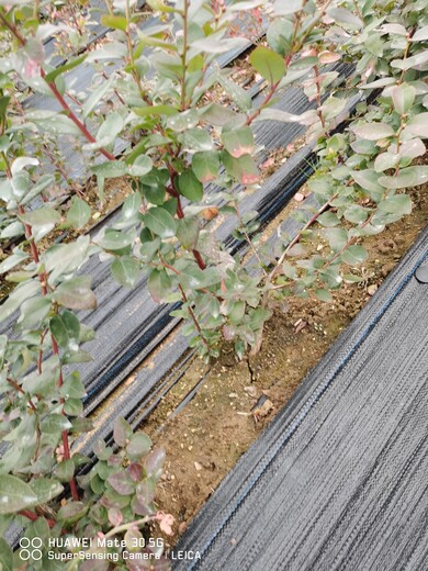 新疆H5蓝莓苗这里卖的多少钱