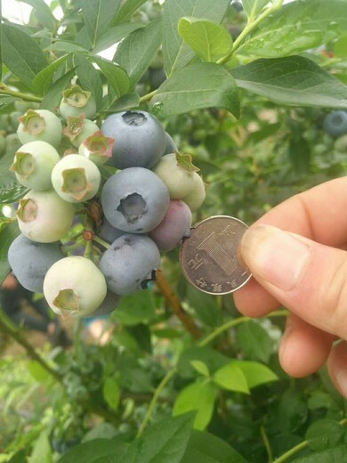 上海H5蓝莓苗主产区价格