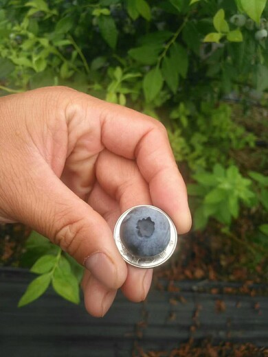 四川法新蓝莓苗育苗基地售价