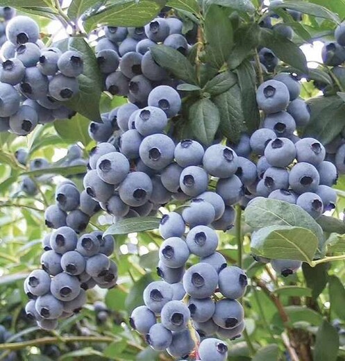 哪里有组培新高蓝莓苗什么价格出售