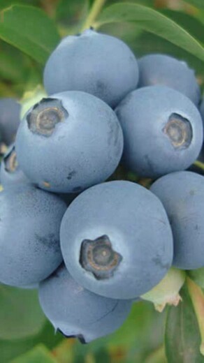 哪里有营养杯薄雾蓝莓苗近期批发价格