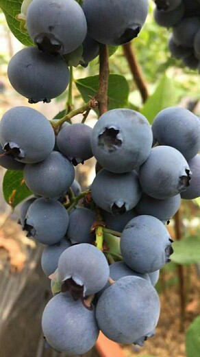 湖南长沙智利杜克蓝莓苗近期卖多少钱