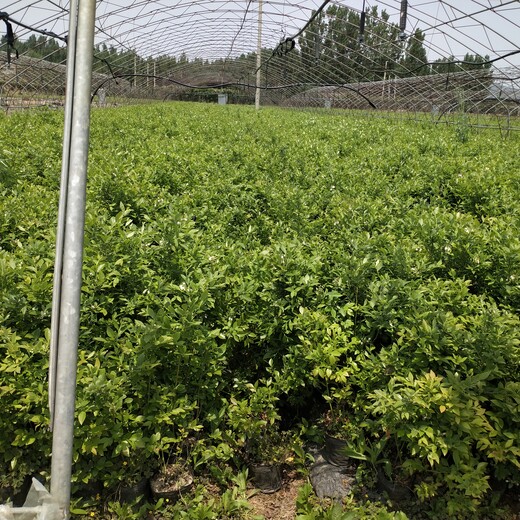 宁夏绿宝石蓝莓苗多少钱一棵