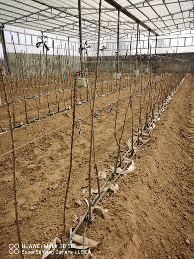 西藏拉萨高产樱桃苗大棚种植效果