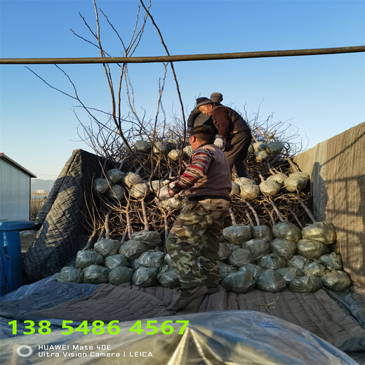 新疆乌鲁木齐恐龙蛋李子树苗近期批发价格