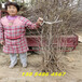 西藏昌都1年葫芦枣树苗近期报价