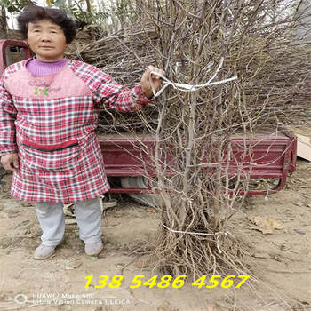 浙江湖州1年冬枣树苗此处多少钱一棵