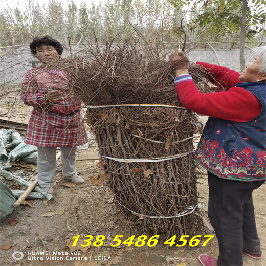 广东阳江附近哪里卖的灰枣树苗便宜