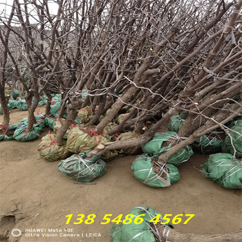 山东青岛2公分冬枣树苗近期卖多少钱