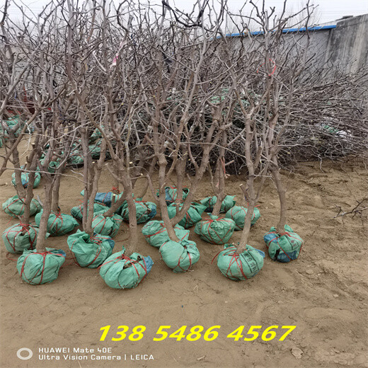 四川资阳附近哪里卖的冬枣树新品种便宜