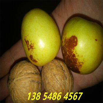 湖北荆州4公分金丝枣树苗适合哪里种植