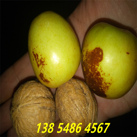 四川达州附近哪里卖的大枣树便宜