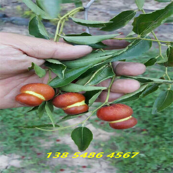 湖北荆州4公分金丝枣树苗适合哪里种植