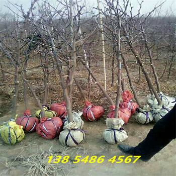 浙江衢州5年冬枣树这里卖的多少钱