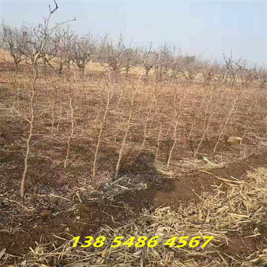 青海海东4公分大枣树主产区价格