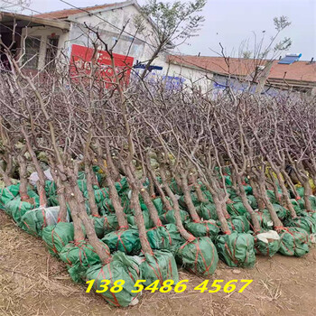 安徽铜陵附近哪里卖的龙须枣树便宜