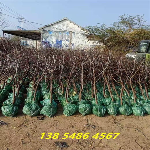 湖南永州附近哪里卖的冬枣树便宜