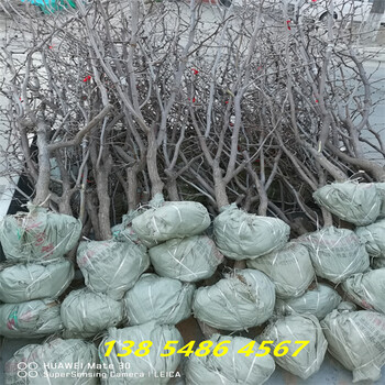 浙江湖州1年冬枣树苗此处多少钱一棵