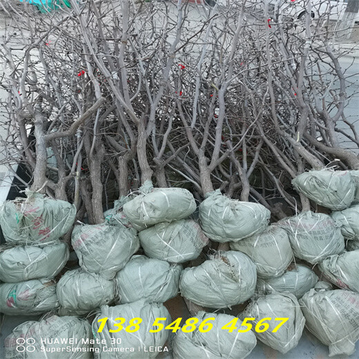 青海海东6公分大枣树主产区价格