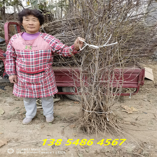 山西朔州附近哪里卖的龙须枣树便宜