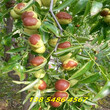 新疆阿克苏1年冬枣树苗当年挂果图片
