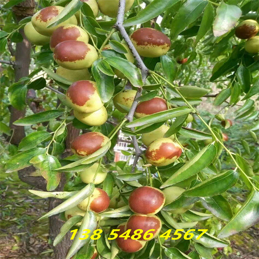 吉林白城附近哪里卖的冬枣树新品种便宜