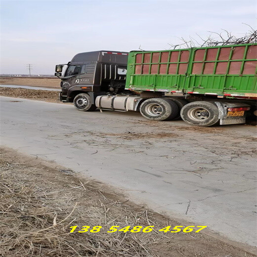 内蒙古包头2公分龙须枣树主产区价格