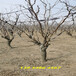 2公分冬枣树主产区价格丨冬枣树